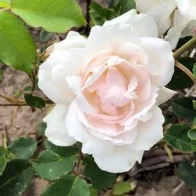 Madame Alfred Carriere Climbing Rose (Rosa Madame Alfred Carriere) 1